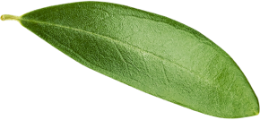 Olive Leave - Kolokotronis Huile d'Olive - Logo, Web Design and Development by Greatives Web